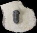 Bargain Acastoides Trilobite #18635-2